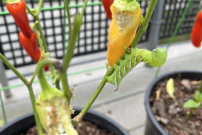 A green hornworm caterpillar on a pepper plant with ripe and partially eaten peppers.