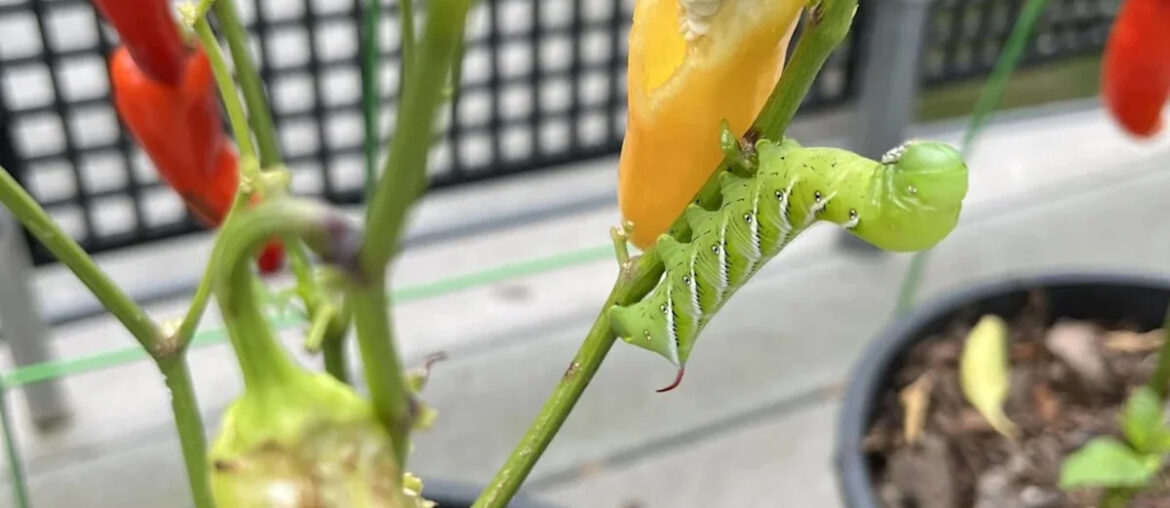 A hornworm stripped a hot pepper plant overnight, and gardeners say he's 'proud of himself'