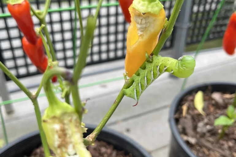 A hornworm stripped a hot pepper plant overnight, and gardeners say he's 'proud of himself'