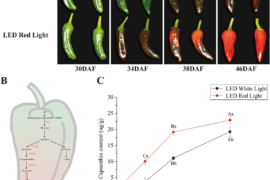 Red LED light accelerates capsanthin accumulation and fruit ripening in pre-harvest pepper (Capsicum annuum L.)