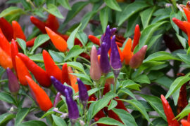 Southern Gardening: Ornamental peppers have use as holiday decoration