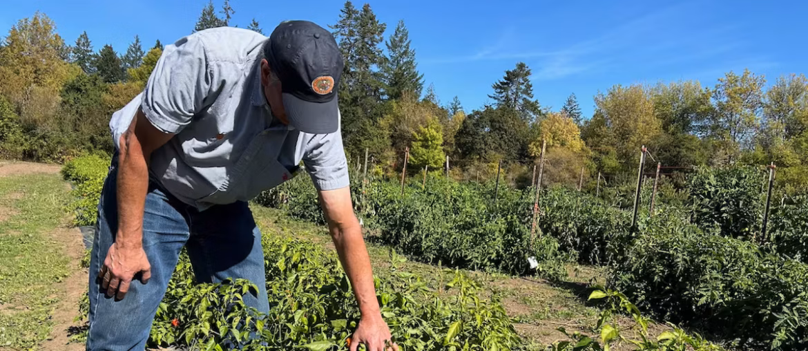 OSU releases two cool (not hot) habanero pepper varieties