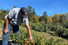 OSU releases two cool (not hot) habanero pepper varieties