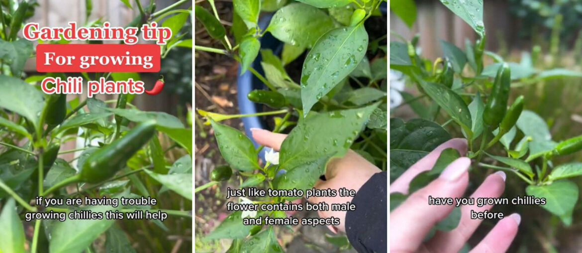 Hack for growing beautiful chili peppers