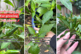 Hack for growing beautiful chili peppers