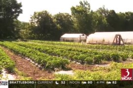 Hot sauce could heat up Vermont farmer profits