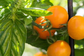 Basil Companion Plants: 10 Best Plants to Grow with Basil