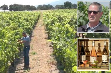 California winery CEO torches vineyards and sells off land as industry collapse continues