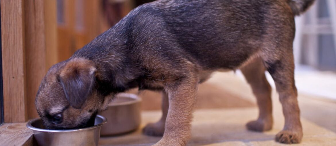 Dog food sold in 11 states recalled over salmonella contamination