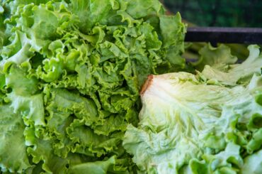 NH DHHS Advises Consumers Not to Eat Recalled Taylor Fresh Foods Iceberg Lettuce Due to Risk of Cyclospora Contamination