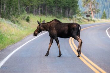 Spike In Roadkill: Drought Has Wildlife Searching For Food And Water Near Roads