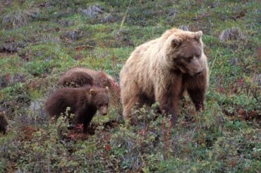 Scarce Food Sources Could Put Bears In A Bind As They Seek Protein For Hibernation