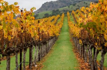 What record-breaking heat, fire mean for California's wine industry