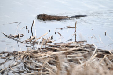 In defense of Maryland's beavers