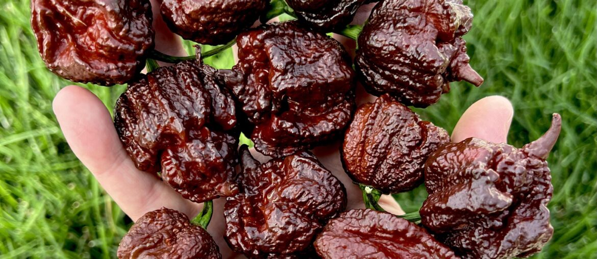 Chocolate Razorback harvest