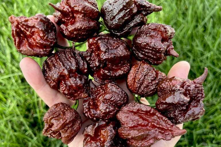 Chocolate Razorback harvest