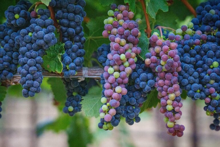 Under the Hood: Napa’s Winery Count Has Stopped Growing