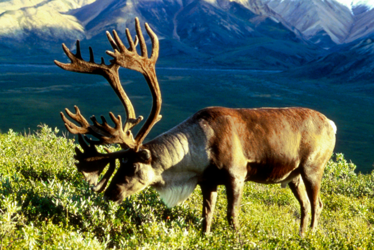 In 1958, the US moved 25 caribou to an Alaska island as emergency food for military personnel; by 2005, their herd had grown to 2,750