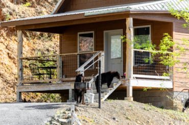 Colorado Tightens Law on Feeding Bears: How Other States Are Cracking Down