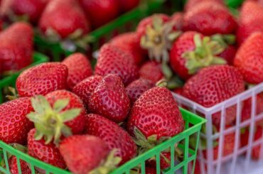 Americans could soon pay a lot more for strawberries | News