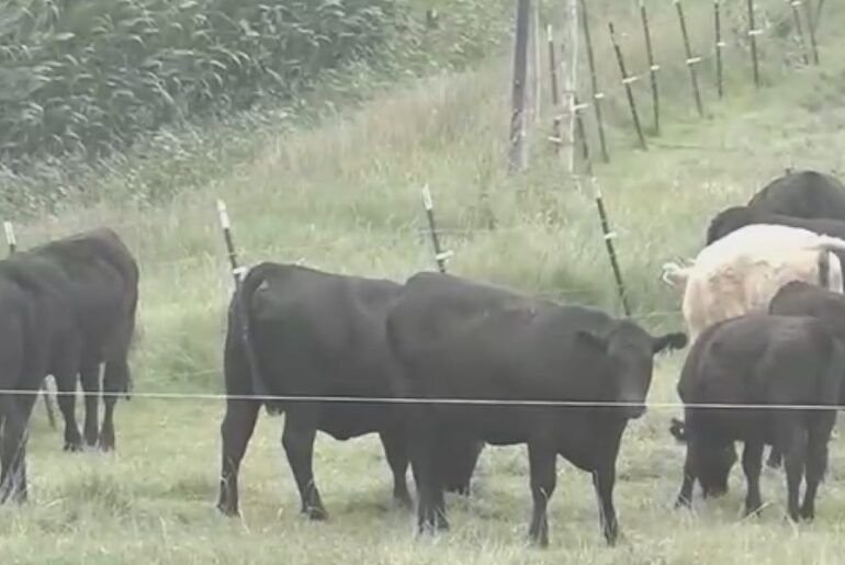 Farm to School program now used by 70% of Idaho schools