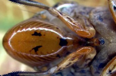 Authorities warn of invasive insect on California grapevines