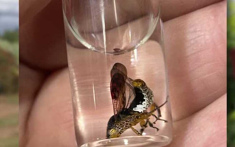 California wine growers warn of glassy-winged sharpshooter