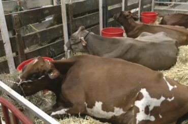 Kentucky State Fair kicks off 11 days of rides, food and thousands of competitions | Community Events