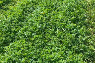 alfalfa