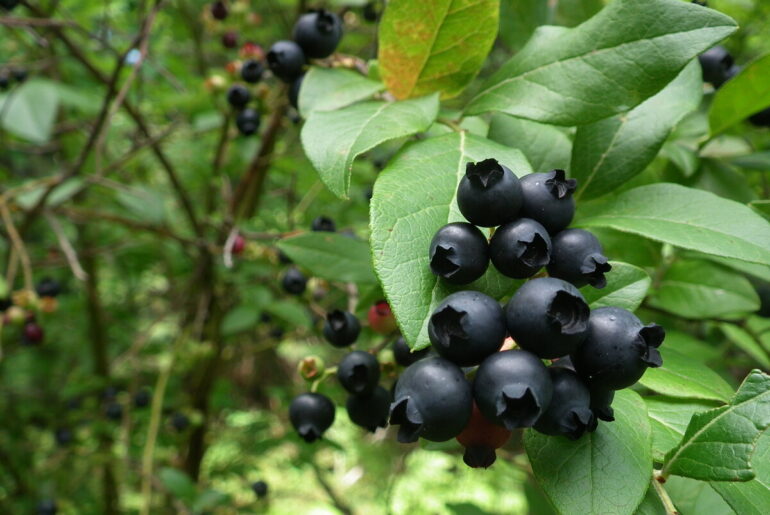 I’ve picked Maine’s wild blueberries for nearly 30 years. 2026 was different.    