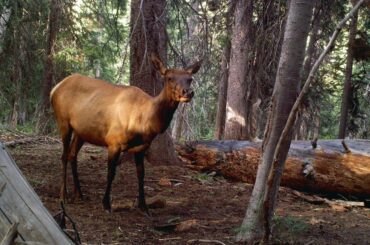 Utah’s drought conditions impact elk population, leading to competition for food