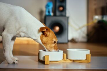 Dog food recalled across US and Canada after complaints of metal contamination