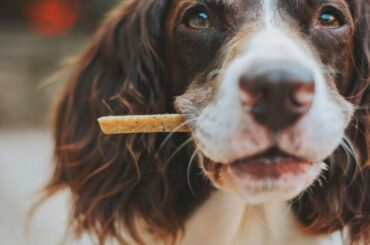 Eat your dog’s food? 40% of owners say they would | National