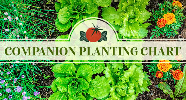 Lettuce, chives, and marigolds grow together in a garden bed with a companion planting label.