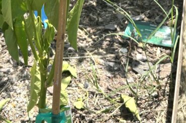 A young pepper plant secured with a stake.