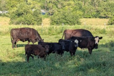 Kansas Agriculture, Political Leaders Dubious of President Trump’s Beef Import Strategy