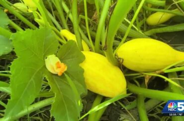 Vermont shoppers turn to local markets, gardens amidst food recalls