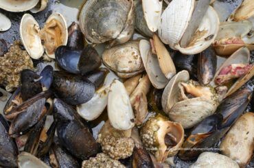 Oysters and Clams Recalled For Norovirus in Washington State
