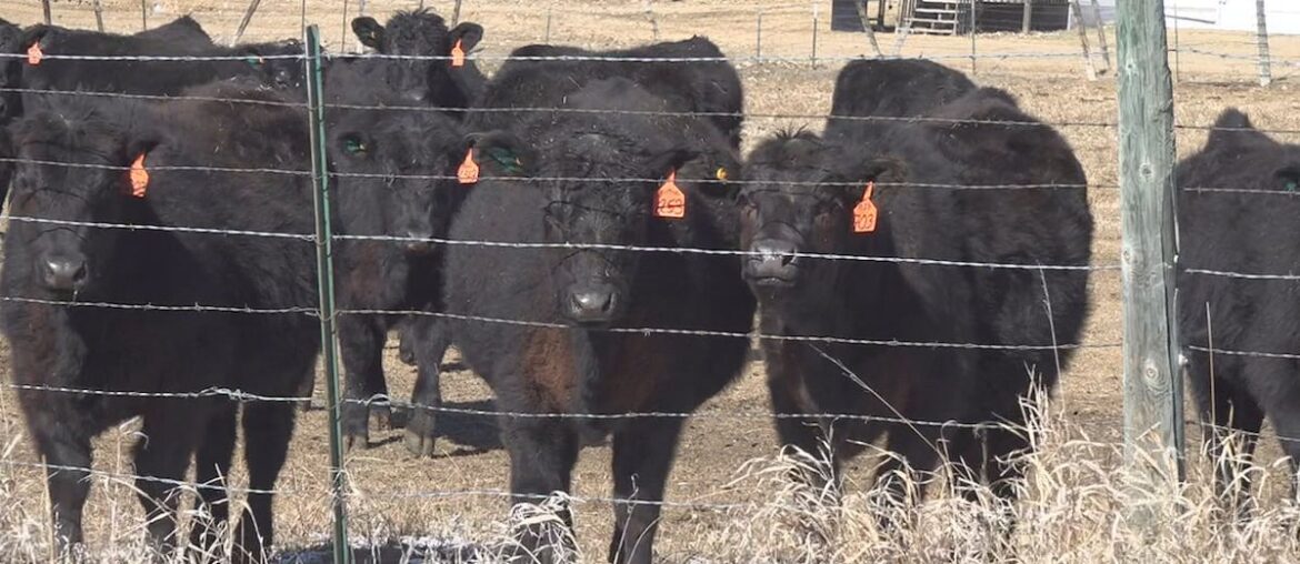 ‘Food safety is NOT red tape’: Cattle group pushes back on Trump’s processing proposal