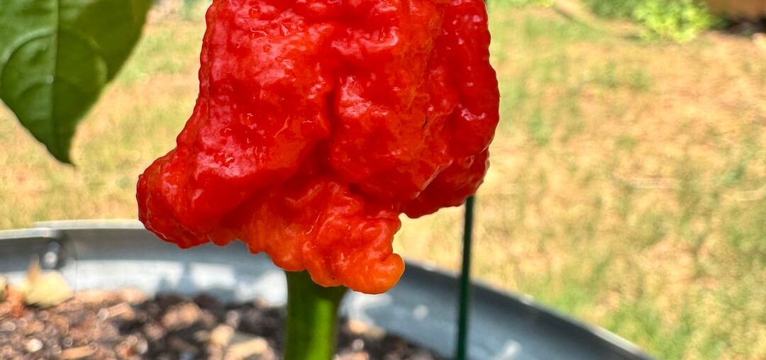 Reapers are going off!