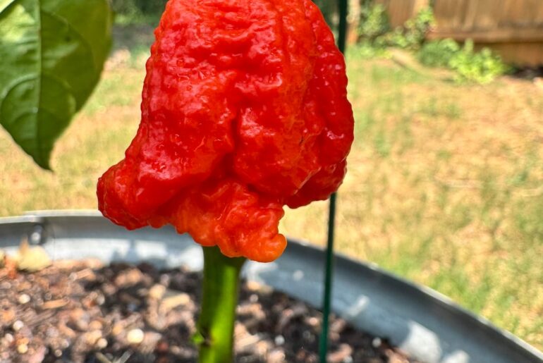 Reapers are going off!
