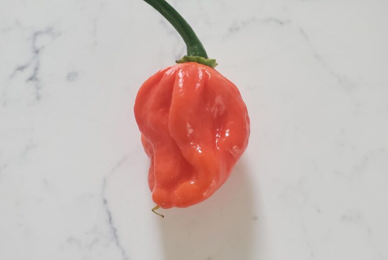 First Ripe Superhot- Trinidad Scorpion