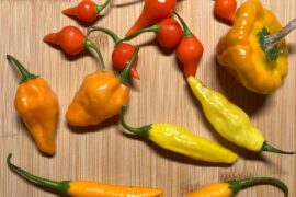 Orange Embers, Limon Lightening, “scotch bonnet,”