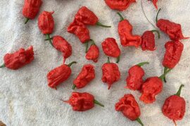 What is the best way to dehydrate reapers? I also have scorpion peppers almost ready to be harvested. I do have a digital ambiano dehydrator. Whats the best method?