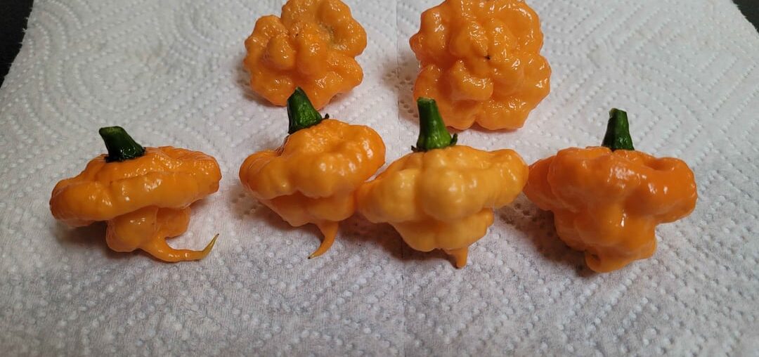 KSPS (Peach Starrkist) Peppers