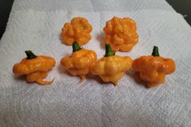 KSPS (Peach Starrkist) Peppers