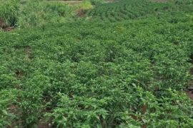 I'm a commercial chillies grower from Kenya. (Not selling)
