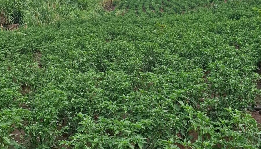 I’m a commercial chillies grower from Kenya. (Not selling)