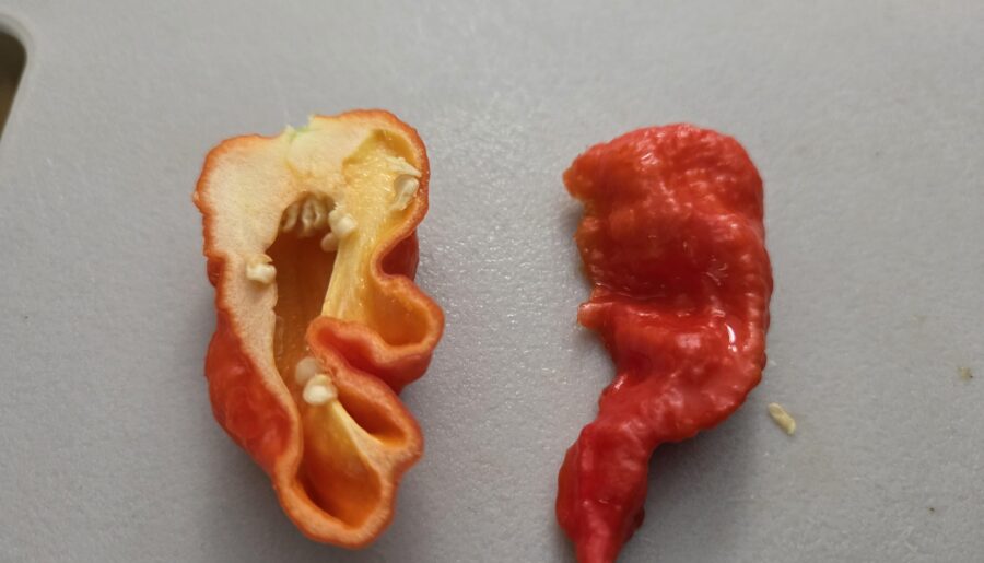 Pineapple Ghost Pod Review (baccatum x chinense)