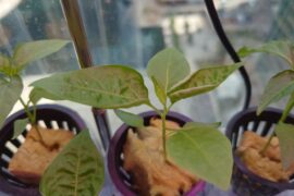 Leaf curlings